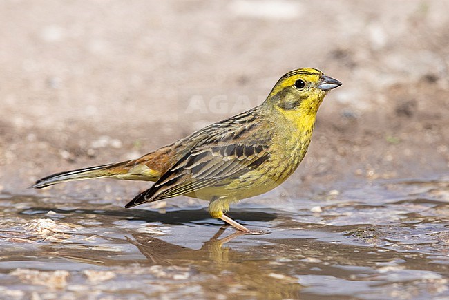 Yellowhammer (Emberiza citrinella), side view of an adult male standing in a puddle, Abruzzo, Italy stock-image by Agami/Saverio Gatto,