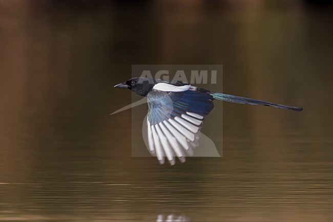 Ekster in vlucht; Common Magpie in flight stock-image by Agami/Daniele Occhiato,