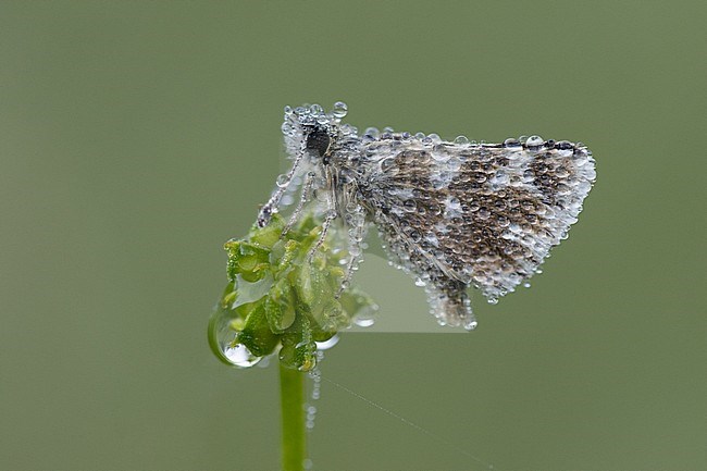 Red-underwing Skipper (Spialia sertorius) covered in raind drops resting on small plant in Mercantour in France, seen against green colored background. stock-image by Agami/Iolente Navarro,