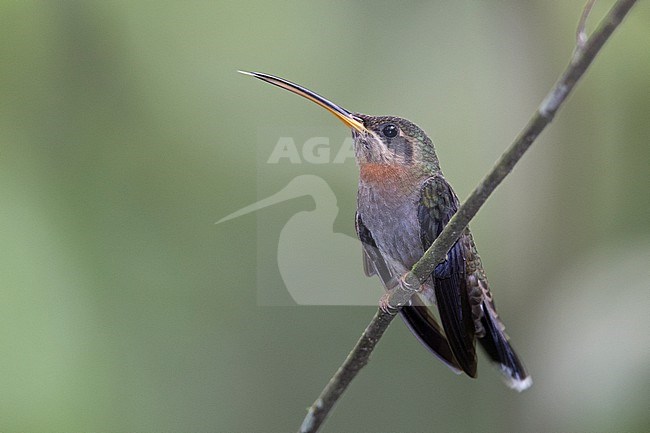 Band-tailed Barbthroat (Threnetes ruckeri ruckeri) at Rio Claro Canyon Reserve, Antioquia, Colombia. stock-image by Agami/Tom Friedel,