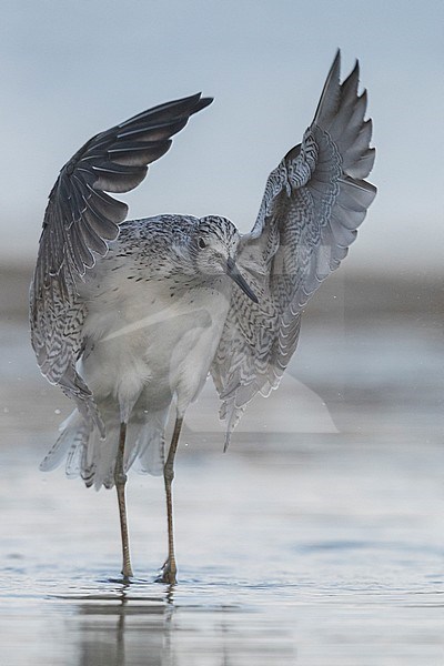 Greenshank (Tringa nebularia), adult taking off from the water stock-image by Agami/Saverio Gatto,