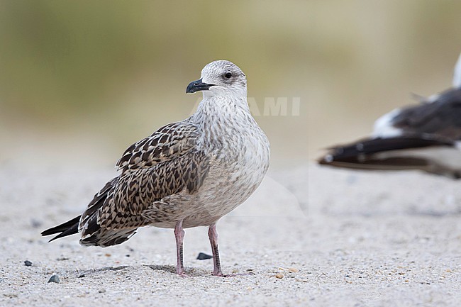 Lesser Black-backed Gull - Heringsmöwe - Larus fuscus ssp. intermedius, Germany, 1st cy stock-image by Agami/Ralph Martin,