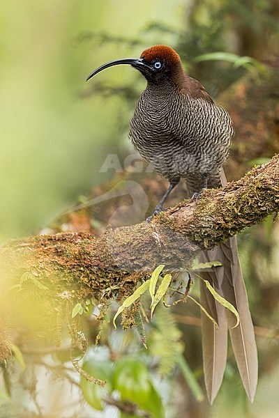 Brown Sicklebill (Epimachus meyeri) Perched on a branch in Papua New Guinea stock-image by Agami/Dubi Shapiro,