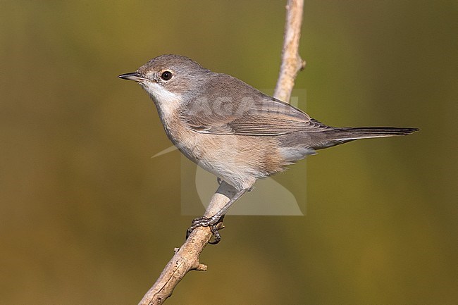 Western Subalpine Warbler (Sylvia inornata) in Verdon, France. stock-image by Agami/Daniele Occhiato,