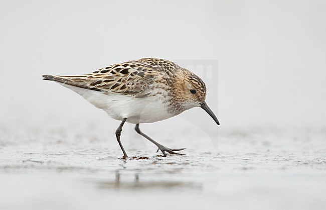 Volwassen Kleine Plevier; Adult Little Stint stock-image by Agami/Markus Varesvuo,