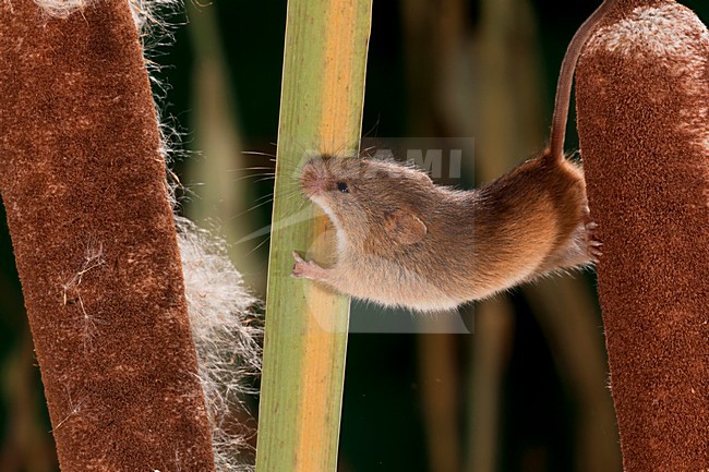 Dwergmuis in rietpluim; Harvest Mouse in reed stem stock-image by Agami/Theo Douma,