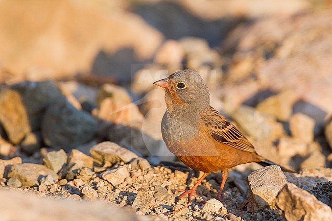 Cretzschmar's Bunting - Grauortolan - Emberiza caesia, Cyprus, adult male stock-image by Agami/Ralph Martin,