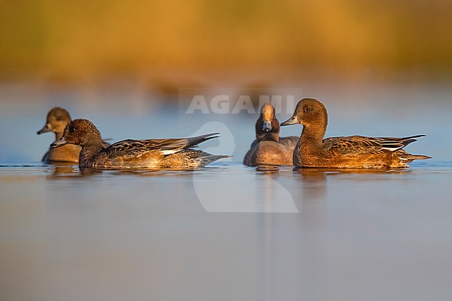 Male Eurasian Wigeon (Mareca penelope) with three female's swimming in a lake in Italy. stock-image by Agami/Daniele Occhiato,