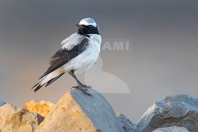 Male Seebohm's Wheatear, Oenanthe seebohmi, in Morocco. stock-image by Agami/Daniele Occhiato,