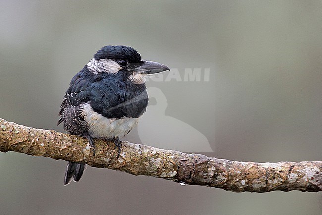 Black-breasted Puffbird (Notharchus pectoralis) at Soberania National Park, Panama. stock-image by Agami/Tom Friedel,