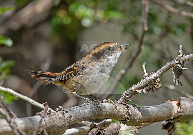 Singing Thorn-tailed Rayadito (Aphrastura spinicauda) in Patagonia, Argentina. stock-image by Agami/Pete Morris,
