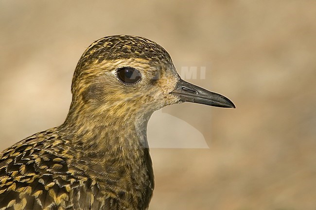 A wintering Pacific golden plover (Pluvialis fulva) in close up on Oahu, Hawaii. stock-image by Agami/Jacob Garvelink,