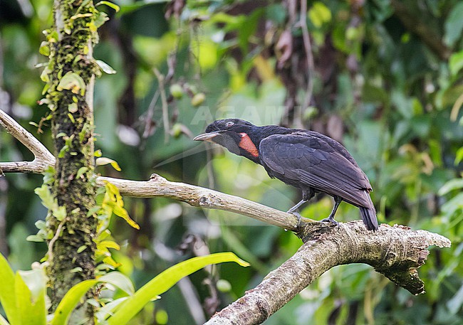 Male Bare-necked Umbrellabird (Cephalopterus glabricollis) in Costa Rica. stock-image by Agami/Pete Morris,