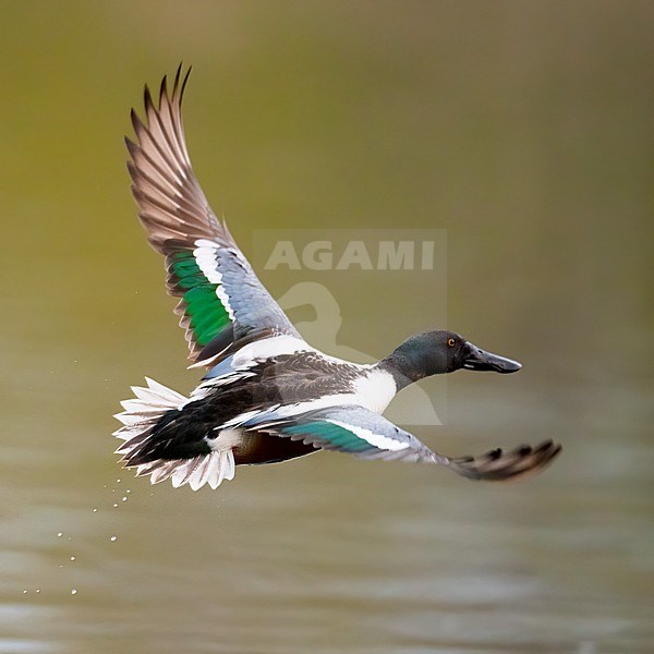 Above view of an adult male Northern Shoveler (Spatula clypeata) in flight. Finland stock-image by Agami/Markku Rantala,