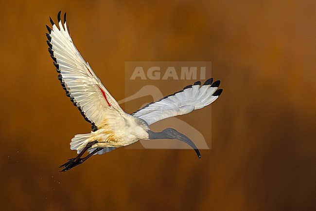 Sacred Ibis (Threskiornis aethiopicus) in Italy. stock-image by Agami/Daniele Occhiato,