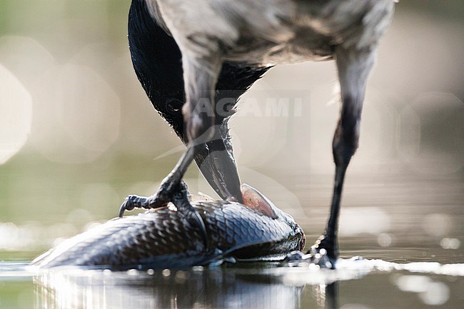 Bonte Kraai eet vis in tegenlicht; Hooded Crow eating fish in backlight stock-image by Agami/Marc Guyt,