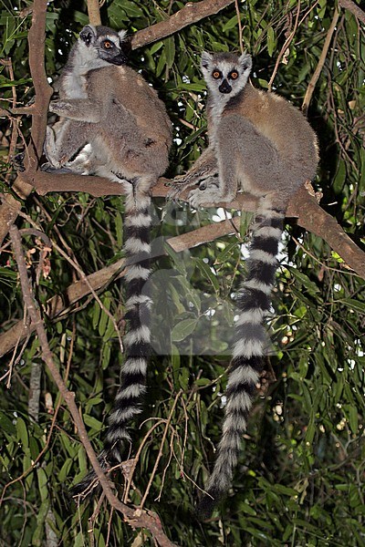 Two adult Ring-tailed lemurs (Lemur catta), also known as Ring-tailed Maki, in their natural habitat on Madagascar. Resting in a tree. stock-image by Agami/Pete Morris,