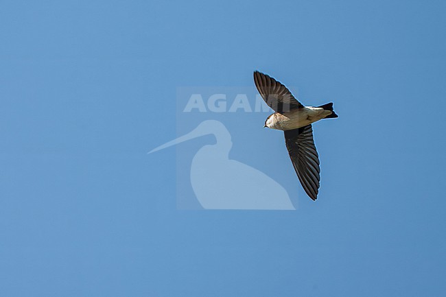 Flying Asian House Martin (Delichon dasypus) during winter in Japan. Seen from below against a bright blue sky as background. stock-image by Agami/Marc Guyt,