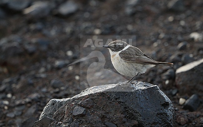 Canary Islands Stonechat (Saxicola dacotiae dacotiae) male perched on rock at La Oliva, Fuerteventura stock-image by Agami/Helge Sorensen,