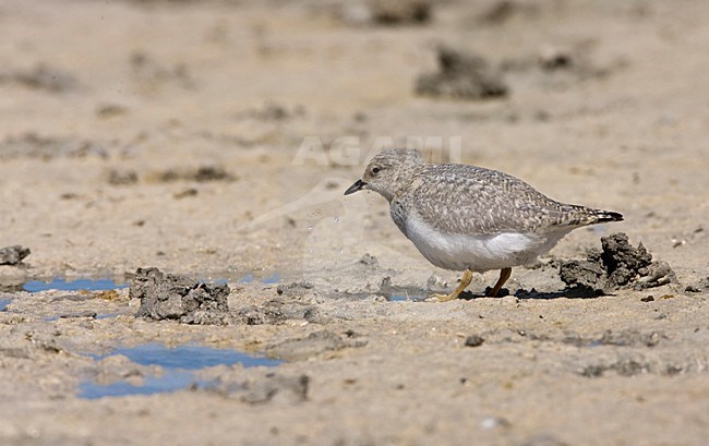 Magelhaenplevier op het strand; Magellanic Plover on the shore stock-image by Agami/Marc Guyt,