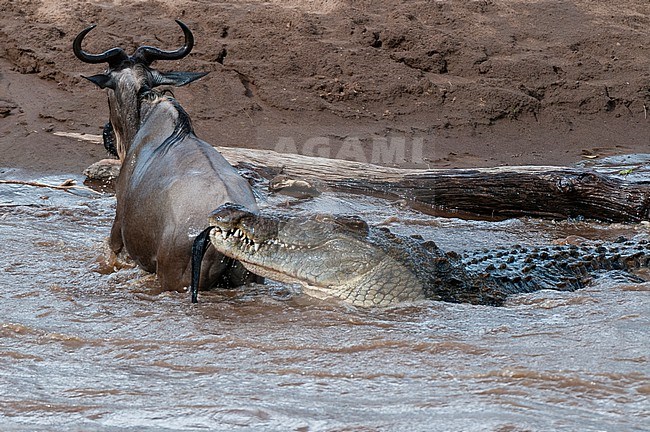 A Nile crocodile, Crocodilus niloticus, attacking a wildebeest, Connochaetes taurinus, crossing the Mara River. Mara River, Masai Mara National Reserve, Kenya. stock-image by Agami/Sergio Pitamitz,