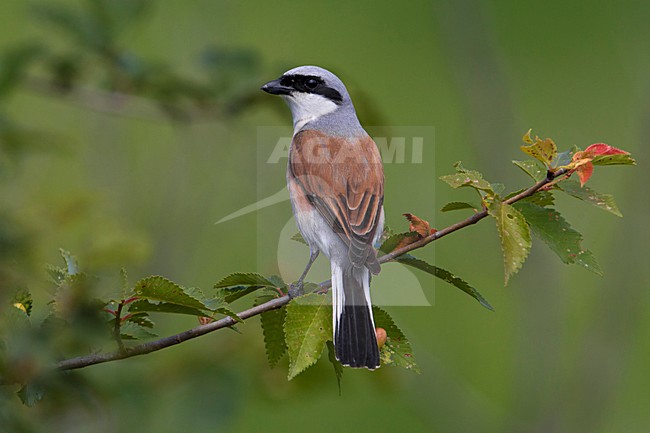 Grauwe Klauwier volwassen man zittend in struik; Red-backed Shrike adult male perched in bush stock-image by Agami/Daniele Occhiato,
