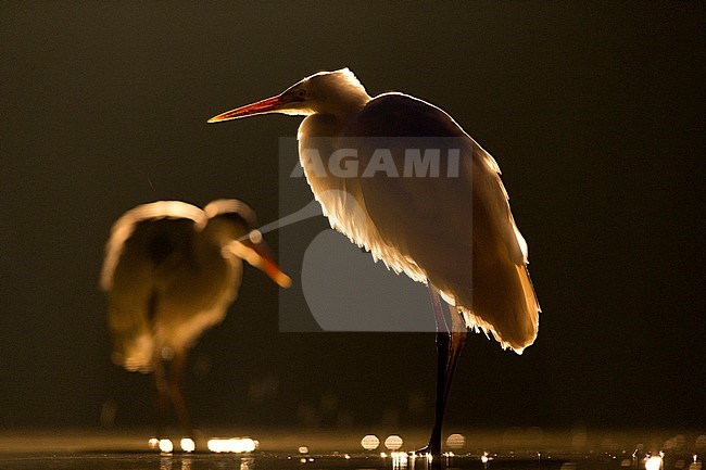 Grote Zilverreiger, Great Egret stock-image by Agami/Bence Mate,
