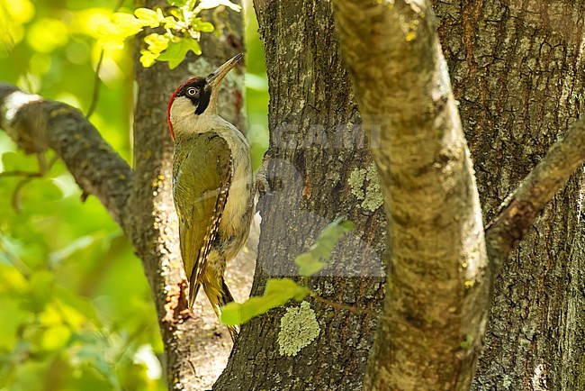 Adult Green Woodpecker, Picus viridis, perched against side of a tree in Italy. stock-image by Agami/Daniele Occhiato,