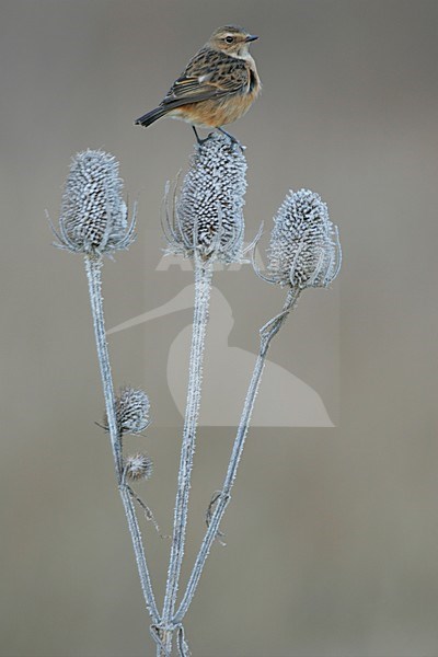 Vrouwtje Roodborsttapuit in zit; Female European Stonechat perched stock-image by Agami/Menno van Duijn,