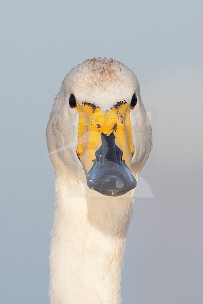 Whooper Swan - Singschwan - Cygnus cygnus, Germany, adult stock-image by Agami/Ralph Martin,