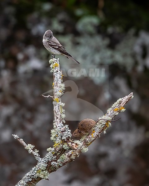 1st-winter Eastern Wood-Pewee (Contopus virens) perched on a branch as the first for Western Palearctic with a House Mouse (Mus musculus musculus) in Lighthouse Valley, Corvo, Azores, Portugal. stock-image by Agami/Vincent Legrand,