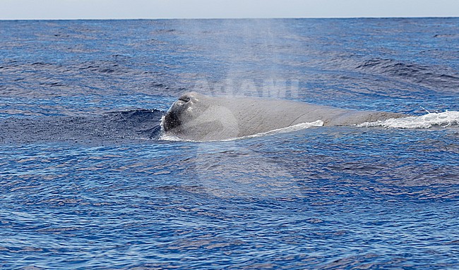Sperm whale (Physeter macrocephalus) at sea off Madeira, Portugal. The largest of the toothed whales and the largest toothed predator. stock-image by Agami/Pete Morris,