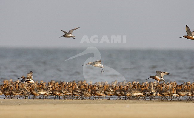 Bar-tailed Godwit group resting; Rosse Grutto groep rustend stock-image by Agami/Arie Ouwerkerk,