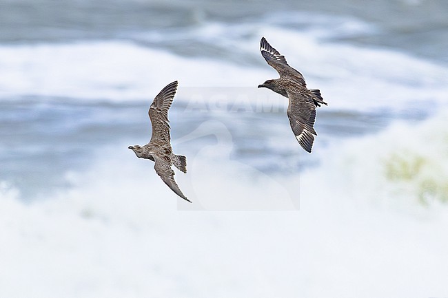  stock-image by Agami/Menno van Duijn,