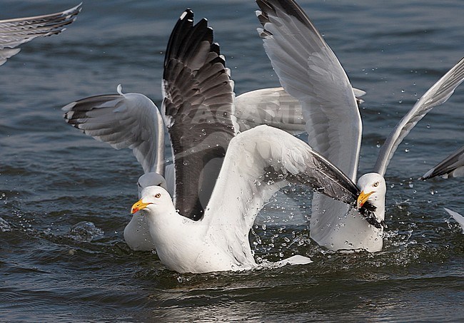 Adult Lesser Black-backed Gull (Larus fuscus) fighting with adult European Herring Gulls (Larus argentatus) for food on the water in the Wadden Sea off Schiermonnikoog in the Netherlands. stock-image by Agami/Marc Guyt,