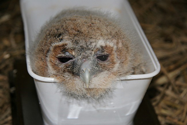 Jonge Bosuil , Tawny Owl young stock-image by Agami/Chris van Rijswijk,