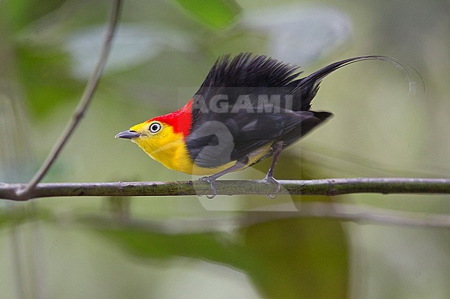 Wire-tailed Manakin (Pipra filicauda subpallida) at Inírida, Guainía, Colombia. stock-image by Agami/Tom Friedel,