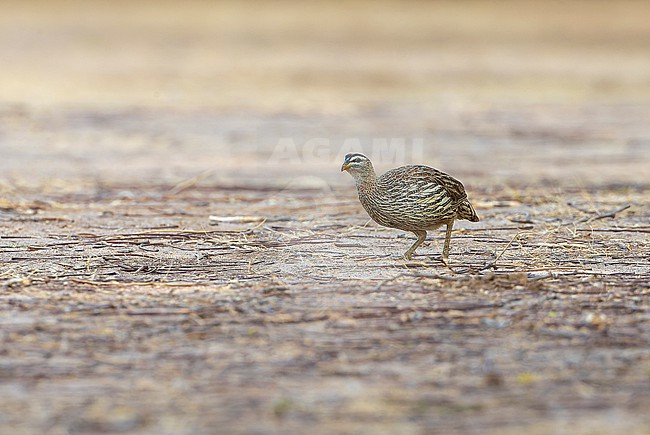 Double-spurred Francolin (Francolinus bicalcaratus) feeding on the ground. stock-image by Agami/David Monticelli,