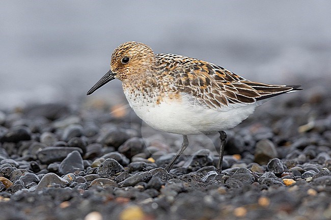Sanderling (Calidris alba), side view of an adult standing on the shore, Northwestern Region, Iceland stock-image by Agami/Saverio Gatto,