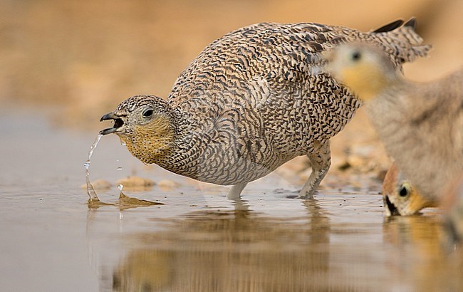 Female Crowned Sandgrouse (Pterocles coronatus) at drinking pool in southern Negev desert of Israel during spring migration. stock-image by Agami/Dubi Shapiro,