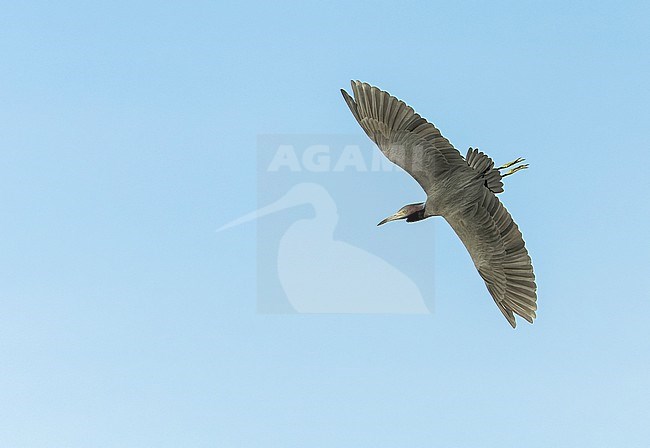 Autumn migrant Little Blue Heron, Egretta caerulea, on Bermuda. stock-image by Agami/Marc Guyt,