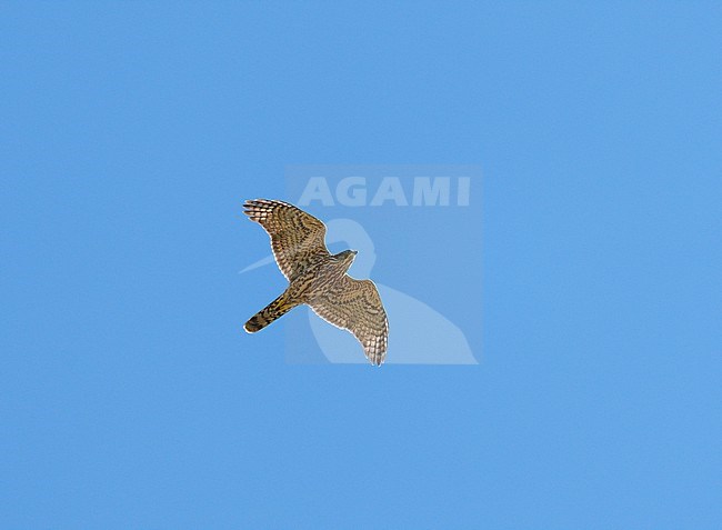 juvenile Northern Goshawk (Accipiter gentilis) flying against a blue sky showing underside and wings fully spread stock-image by Agami/Ran Schols,