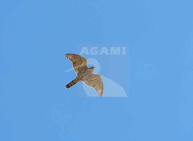 juvenile Northern Goshawk (Accipiter gentilis) flying against a blue sky showing underside and wings fully spread stock-image by Agami/Ran Schols,