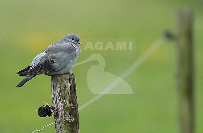 Stock dove (Columba oenas), adult sitting on a pole in a meadow, seen from the side. stock-image by Agami/Fred Visscher,