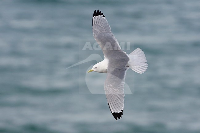 Volwassen Drieteenmeeuw in de vlucht; Adult Black-legged Kittiwake in flight stock-image by Agami/Arie Ouwerkerk,