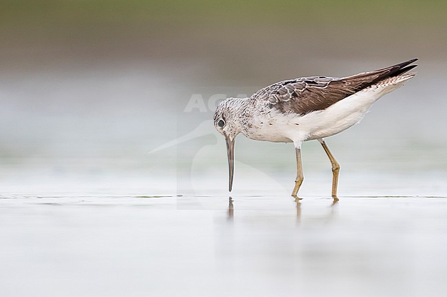 Common Greenshank - Grünschenkel - Tringa nebularia, Germany, adult stock-image by Agami/Ralph Martin,