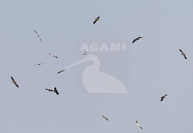 Egyptian vulture (Neophron percnopterus) adult in flight stock-image by Agami/Roy de Haas,