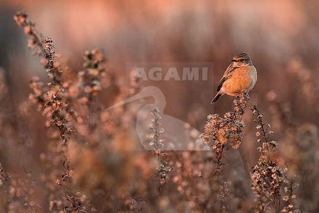 Wintering female European Stonechat (Saxicola rubicola) in Italy. stock-image by Agami/Daniele Occhiato,