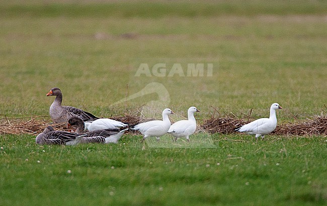Flock of four Ross's Goose (Anser rossii) on Texel, Netherlands. Between Greylag Geese.
Possibly wild vagrants. stock-image by Agami/Marc Guyt,