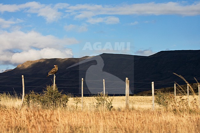 Southern Caracara, Kuifcaracara, Caracara plancus stock-image by Agami/Marc Guyt,